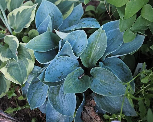 Baby Blue Eyes Hosta