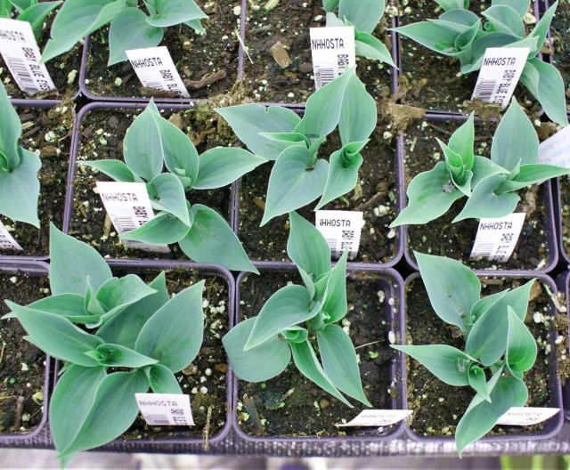 Baby Blue Eyes Hosta