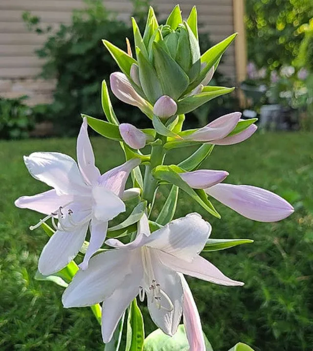 Blue Perfection Hosta