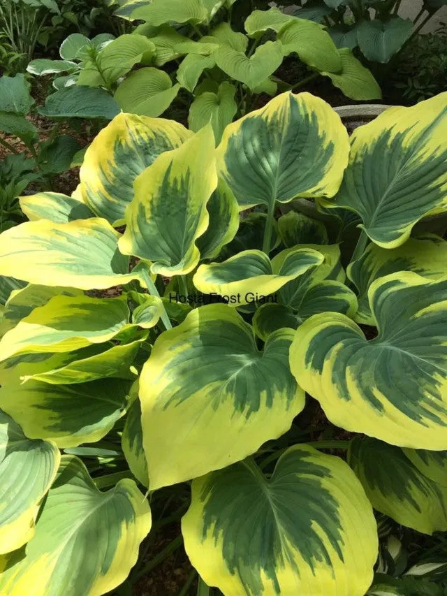Frost Giant Hosta