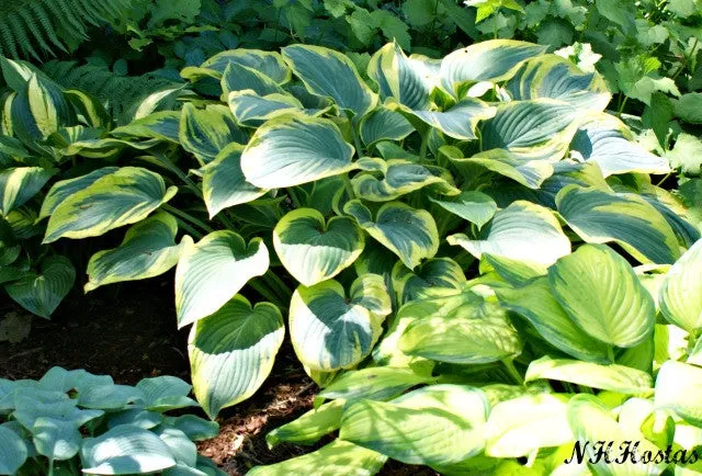 Frost Giant Hosta
