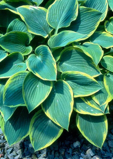 Frost Giant Hosta