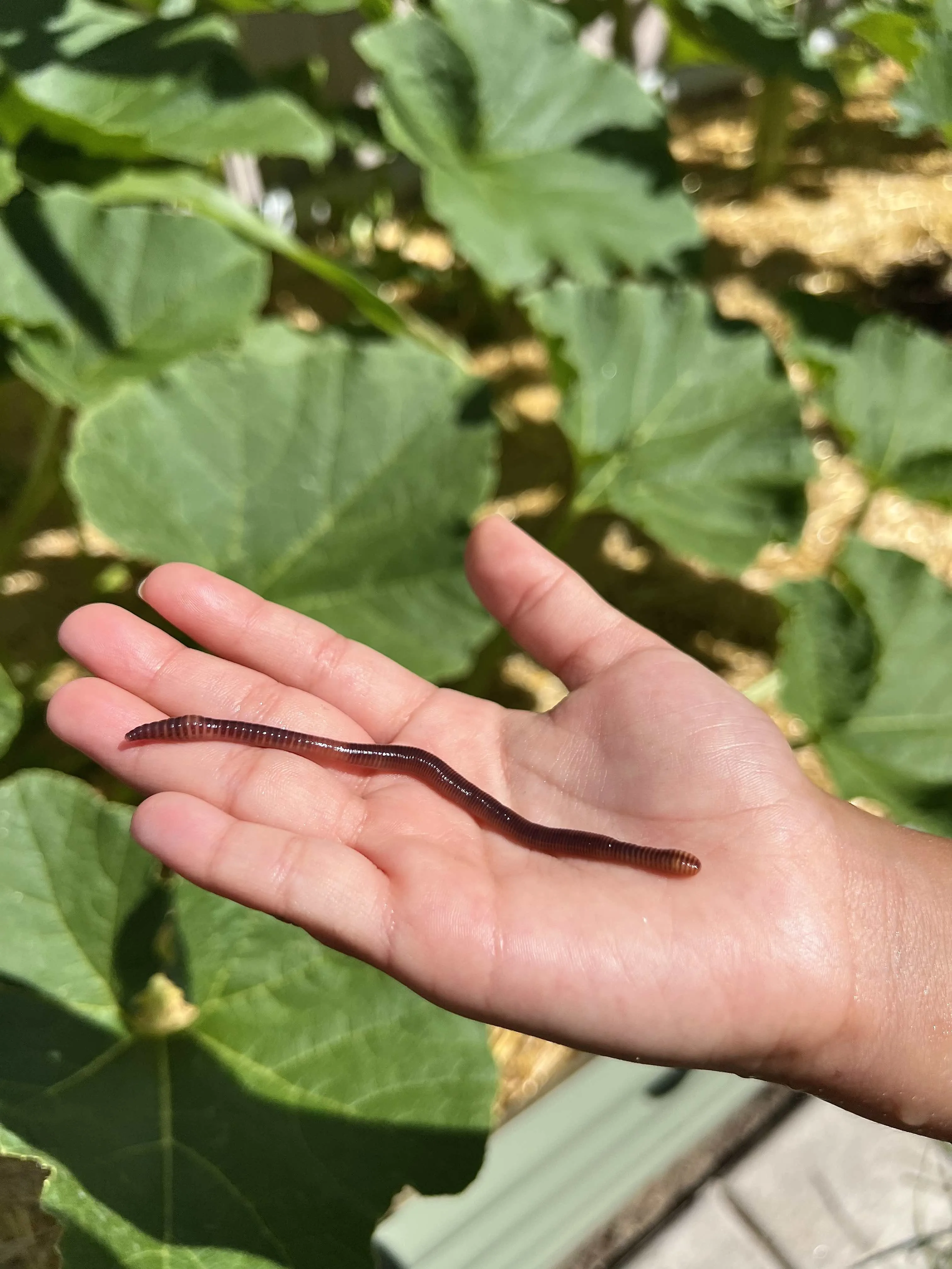 Pure Red Wiggler Composting Worms (SC)
